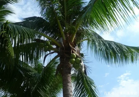 端午节，农村常见的15种“树叶”都能包粽子，味道清新，涨知识了-怎样用一片叶子包粽子
